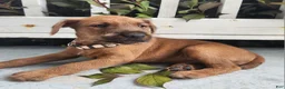 Irish Terrier dogs for sale: Rex - Ad 6