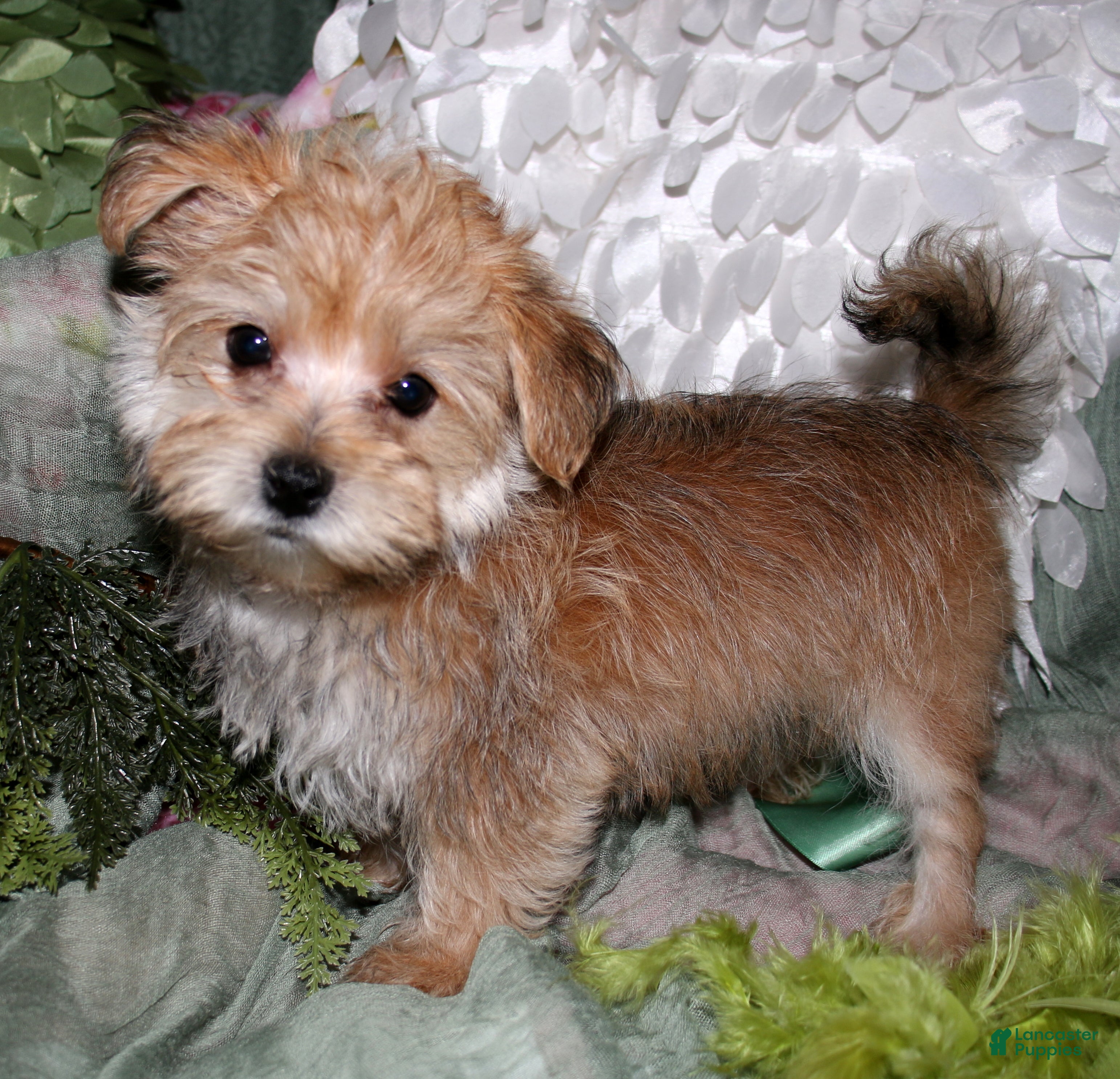 Morkie dogs Moses - Ad 2