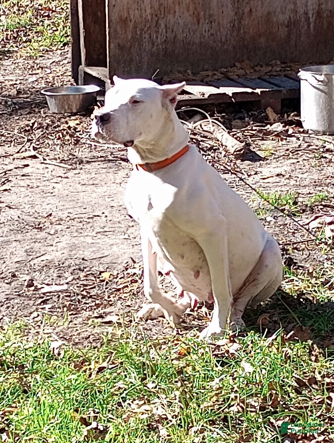 Dogo Argentino dogs for sale: Dogo Argentino Puppy 1 - Ad 2