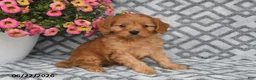 Cavapoo dogs for sale: Tanto - Ad 6