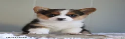 Welsh Corgi Pembroke dogs for sale: Autumn - Ad 3