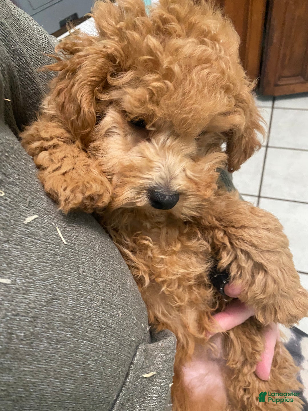 Mini Goldendoodle dogs for sale: Mini Goldendoodle Puppy Henry  - Ad 3