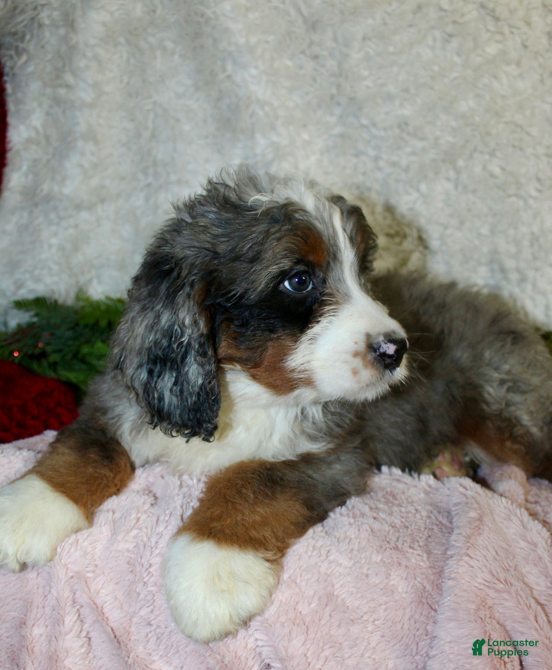 Bernedoodle dogs for sale: Bella - Ad 6