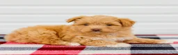 Mini Aussiedoodle dogs for sale: Caramel - Ad 7