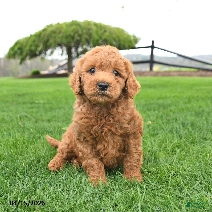 Mini Goldendoodle dogs Champ  - Ad 2