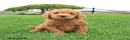 Mini Goldendoodle dogs for sale: Champ  - Ad 2
