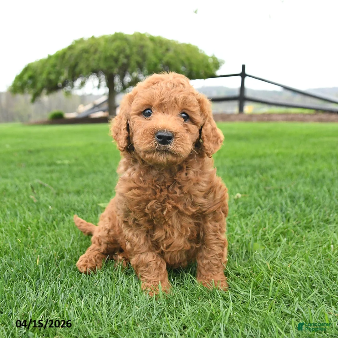 Mini Goldendoodle dogs for sale: Champ  - Ad 2