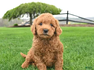 Mini Goldendoodle dogs for sale: Champ - Ad 1