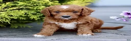 Mini Goldendoodle dogs for sale: Kenny - Ad 3