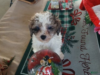 Miniature Poodle dogs Heidi - Ad 21