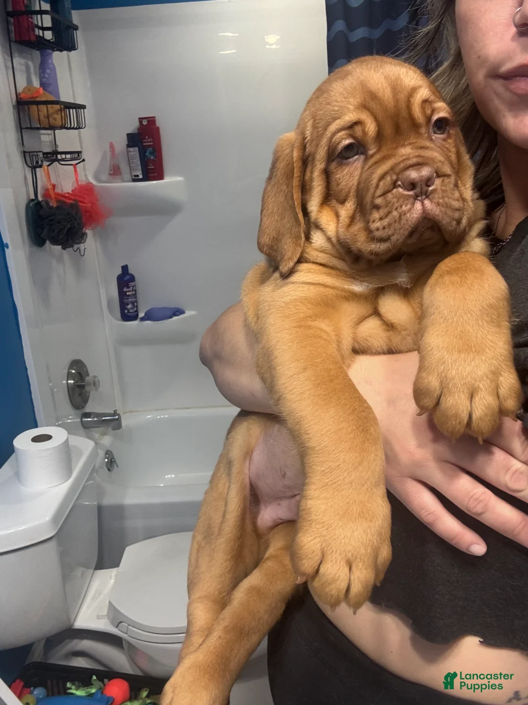Dogue De Bordeaux dogs for sale: Dogue De Bordeaux Puppy 5 - Ad 14