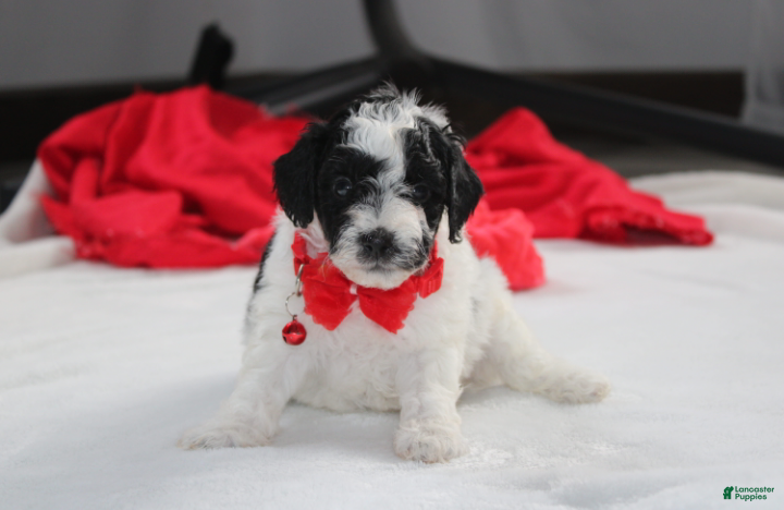 Yorkiepoo dogs Ryder - Ad 1