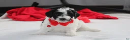 Yorkiepoo dogs for sale: Ryder - Ad 1