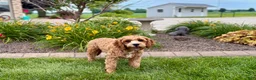 Cavapoo dogs for sale: Henry F1 - Ad 8