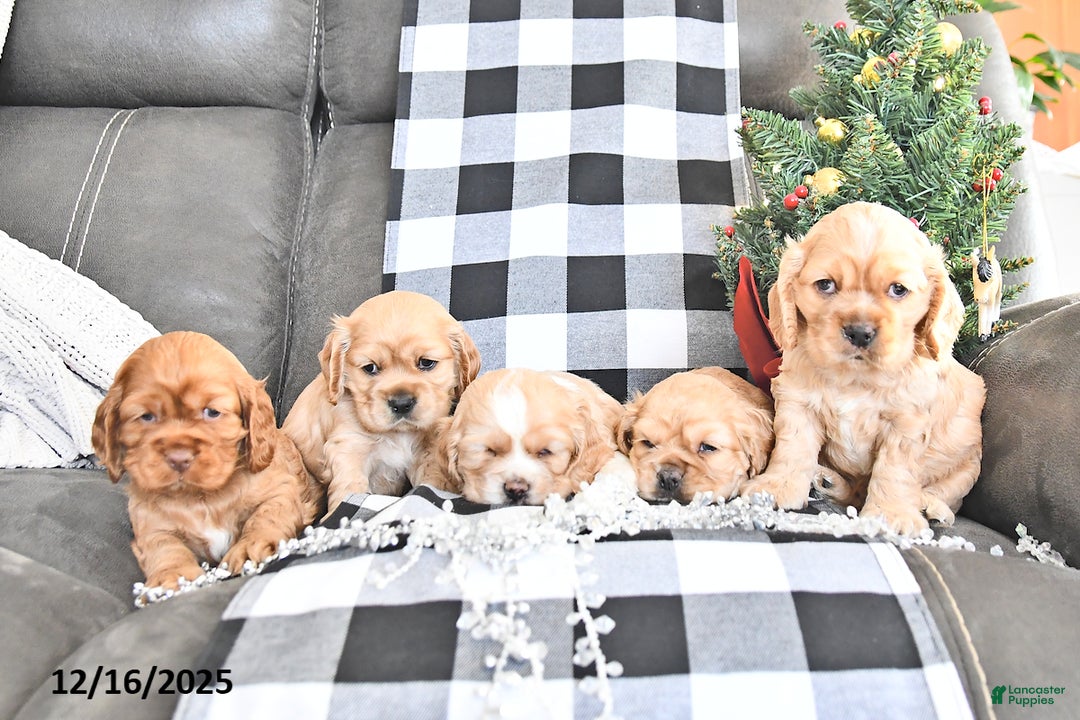 Cocker Spaniel dogs for sale: Merry - Ad 5