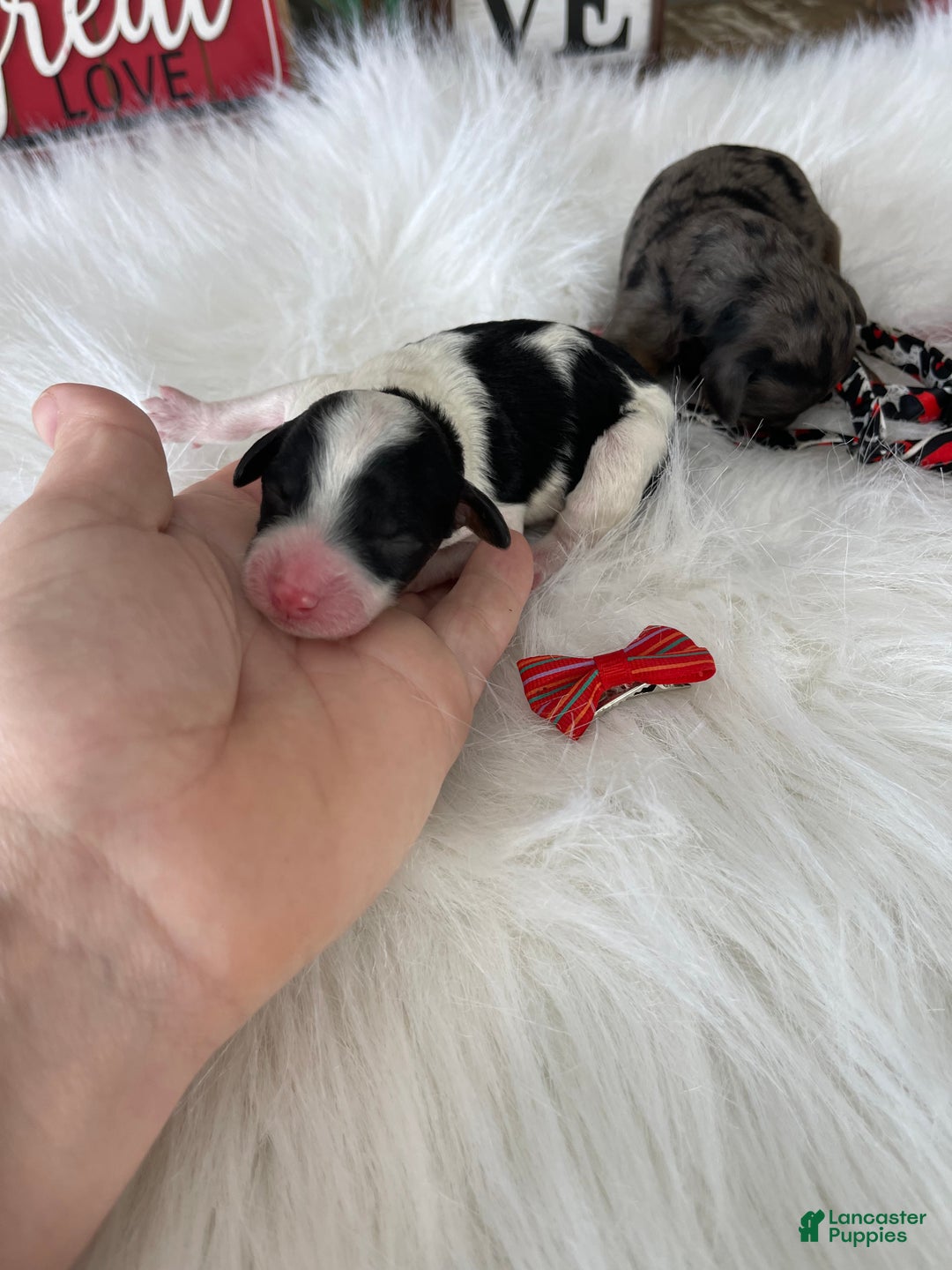 Miniature Poodle dogs for sale: Akc Clear Tri Red Bow - Ad 14