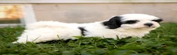 Teddy Bear dogs for sale: Veronica - Ad 2