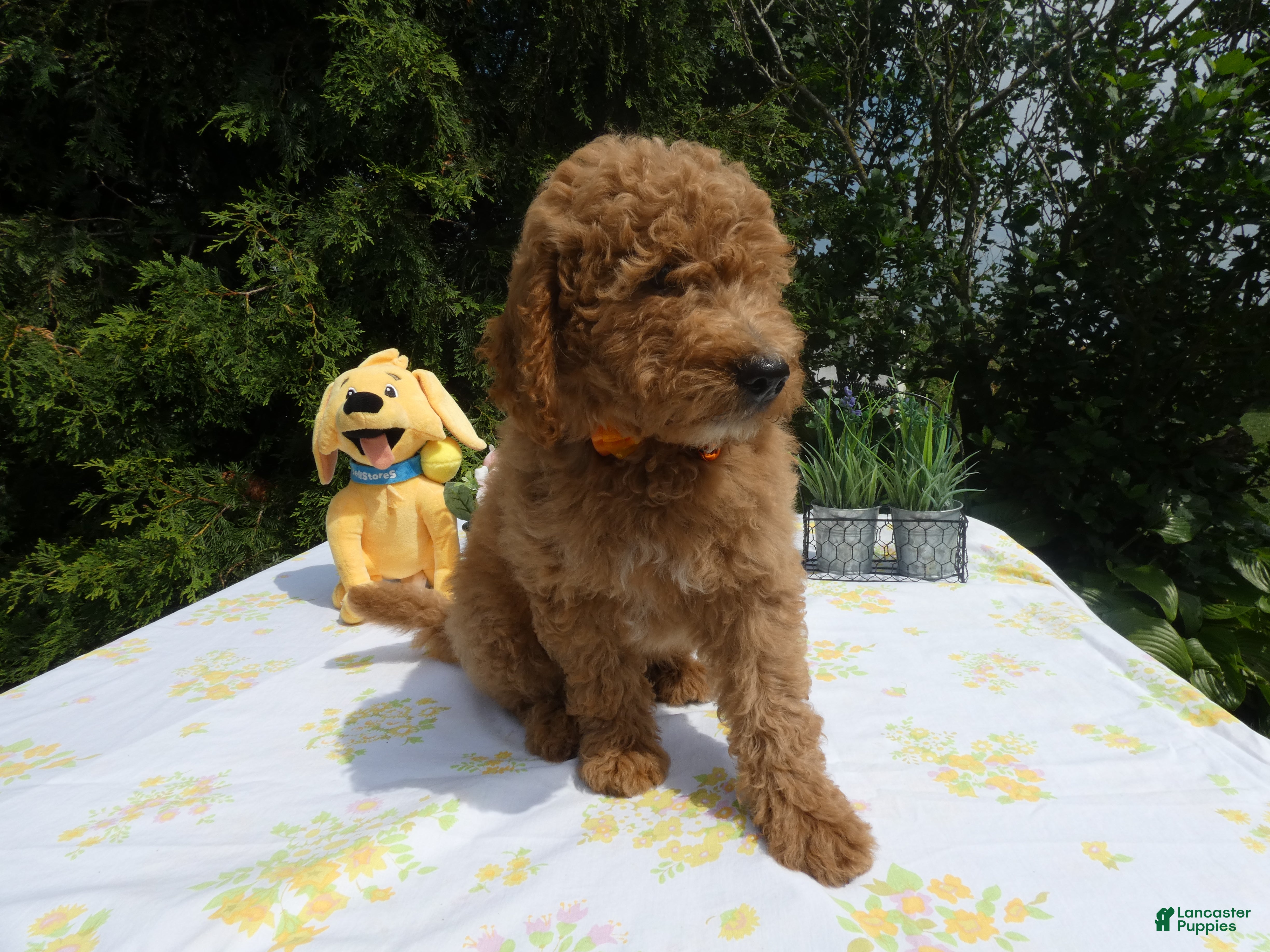 Mini Goldendoodle dogs Goldendoodle 2 Tabby - Ad 2