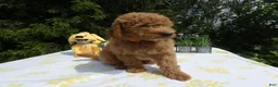 Mini Goldendoodle dogs for sale: Goldendoodle 2 Tabby - Ad 2