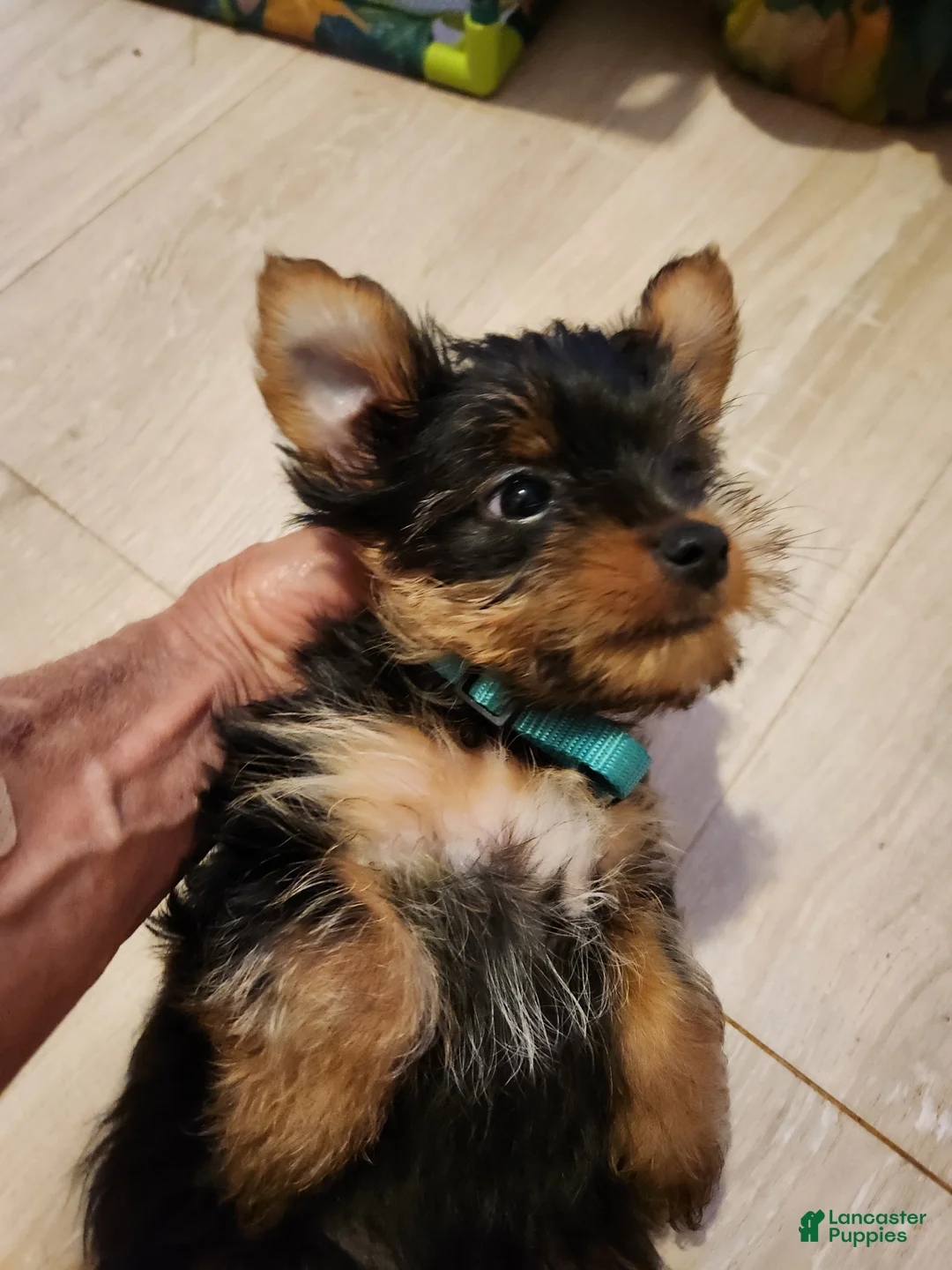 Yorkshire Terrier dogs for sale: Yorkshire Terrier 2 - Ad 1