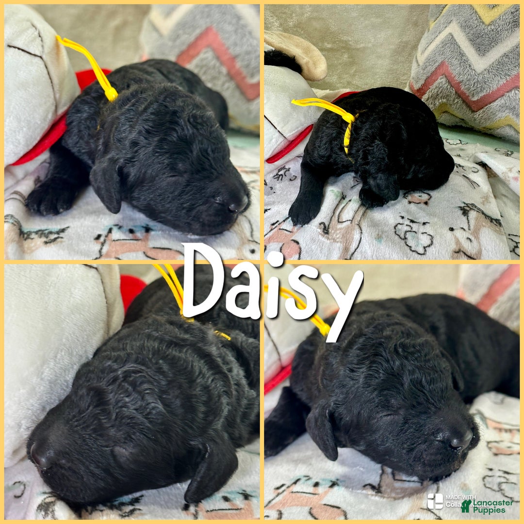 Standard Poodle dogs for sale: Standard Poodle Puppy 1 - Ad 1