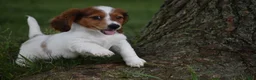 Miniature Dachshund dogs for sale: Cosmo - Ad 11