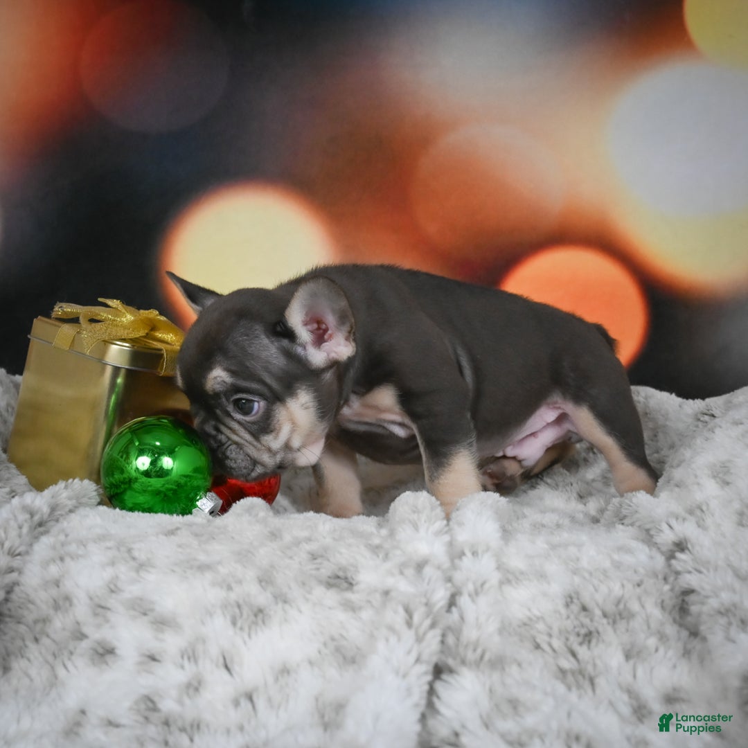 French Bulldog dogs for sale: Cordell - Ad 5