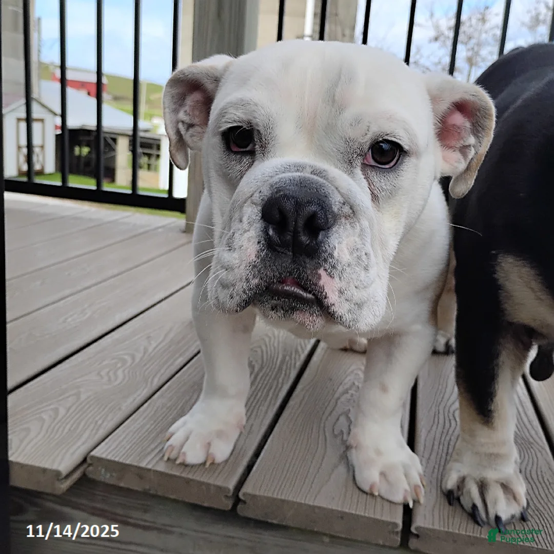 English Bulldog dogs for sale: Rover - Ad 9