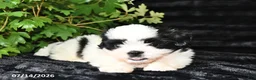 Shih Tzu dogs for sale: Ditsy - Ad 4