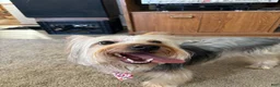 Yorkshire Terrier dogs for stud: Stud dog  - Ad 3