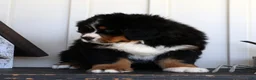 Bernese Mountain Dog dogs for sale: Charlie - Ad 9