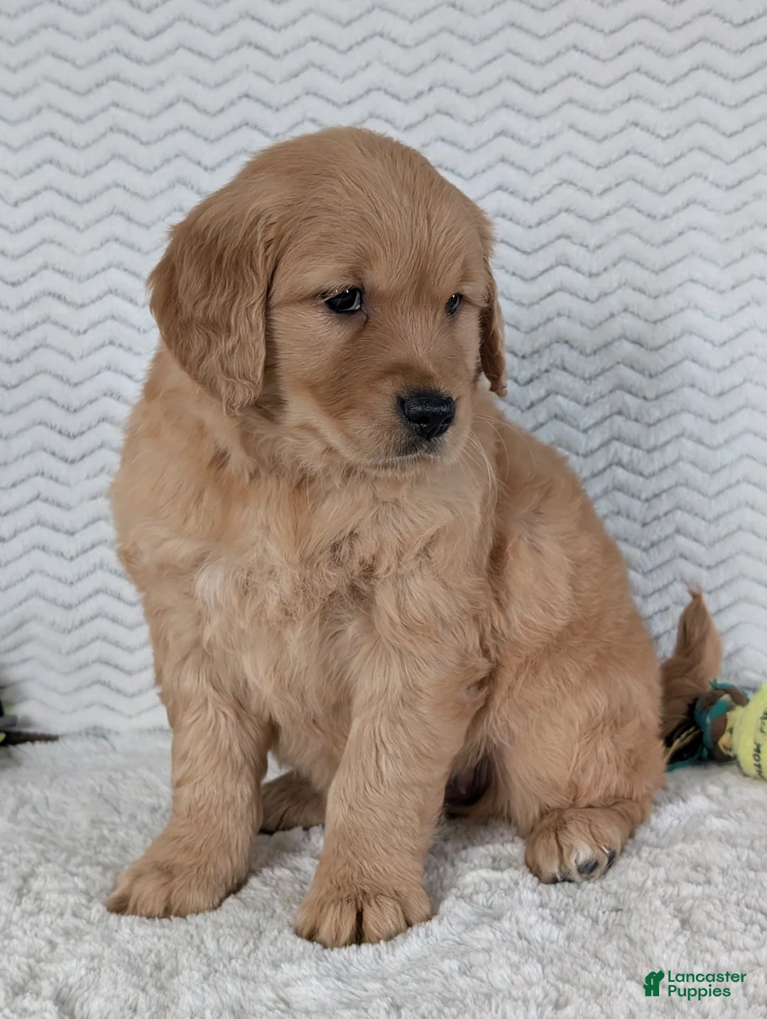 Golden Retriever dogs for sale: Miss Rosie  - Ad 6