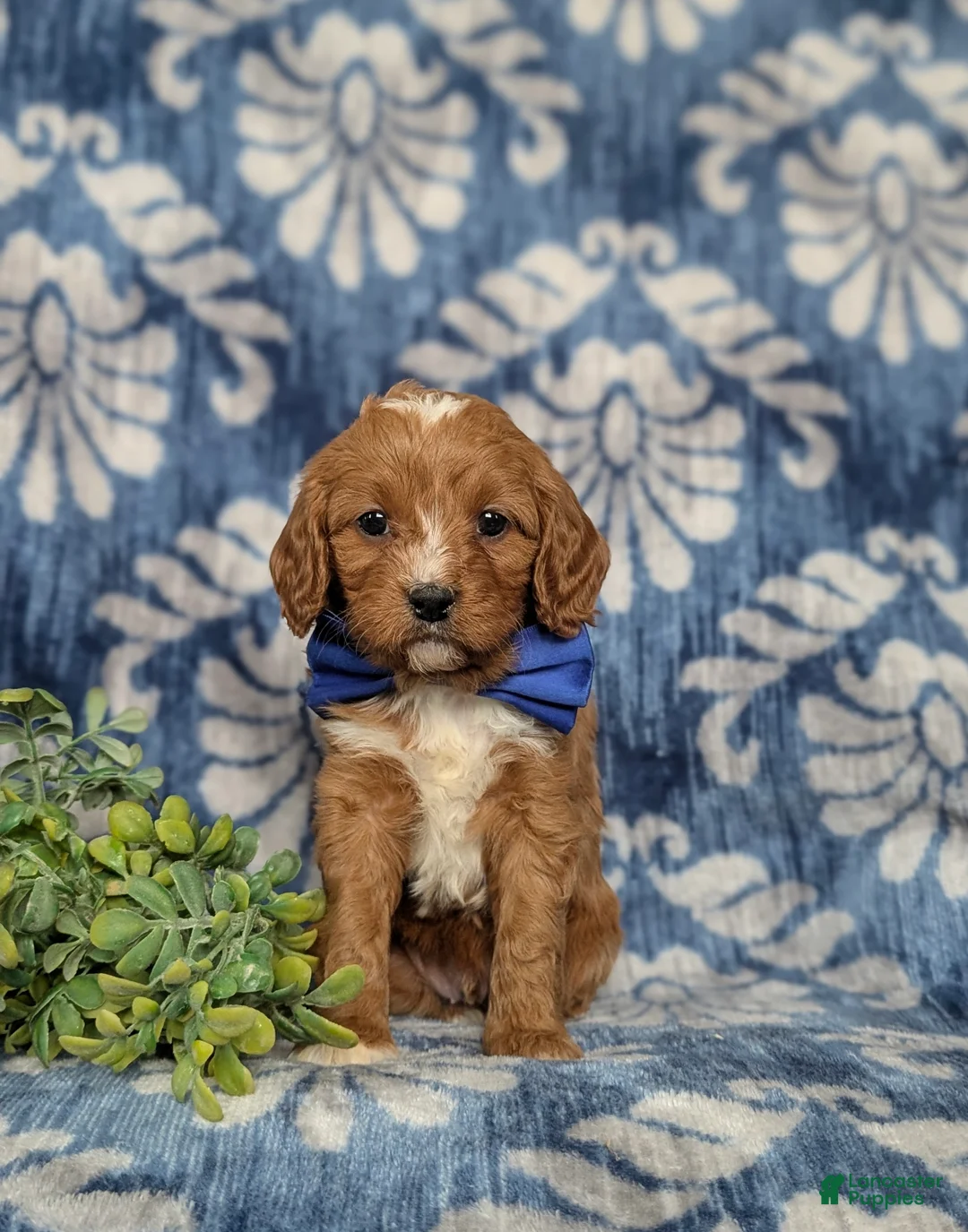 Cavapoo dogs for sale: Heath - Ad 2