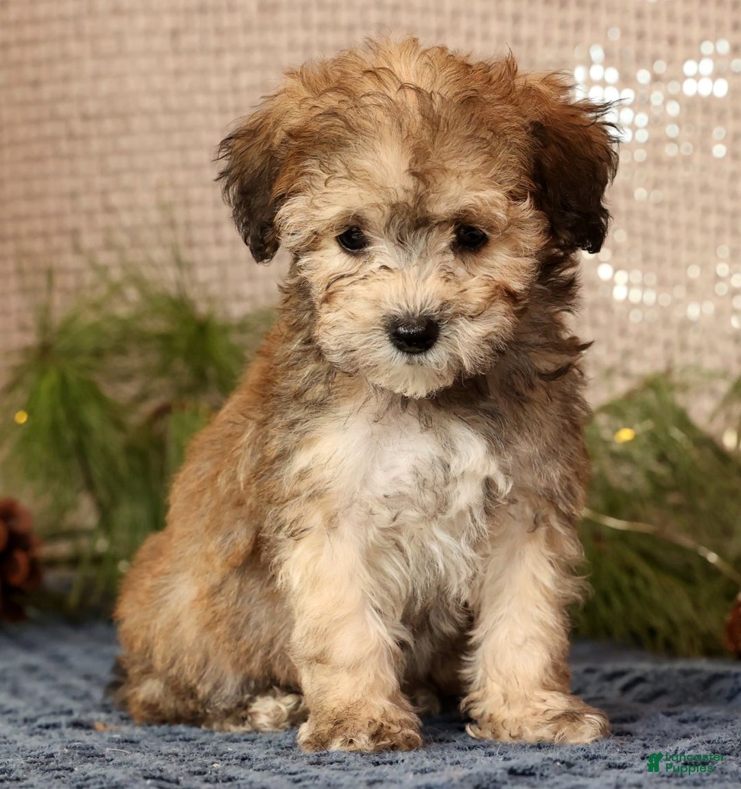 Havapoo dogs for sale: Parker - Ad 1