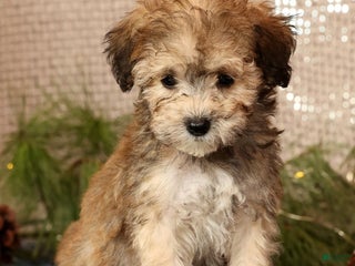 Havapoo dogs Parker - Ad 17