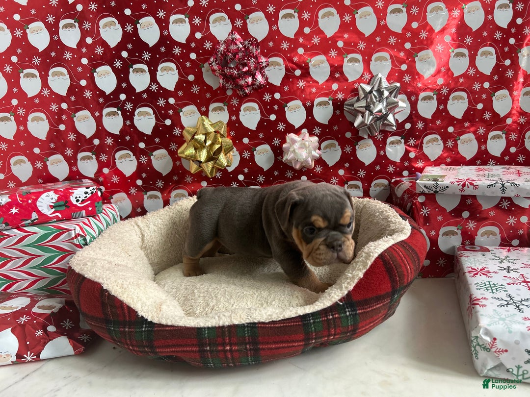 English Bulldog dogs for sale: Lavender - Ad 6