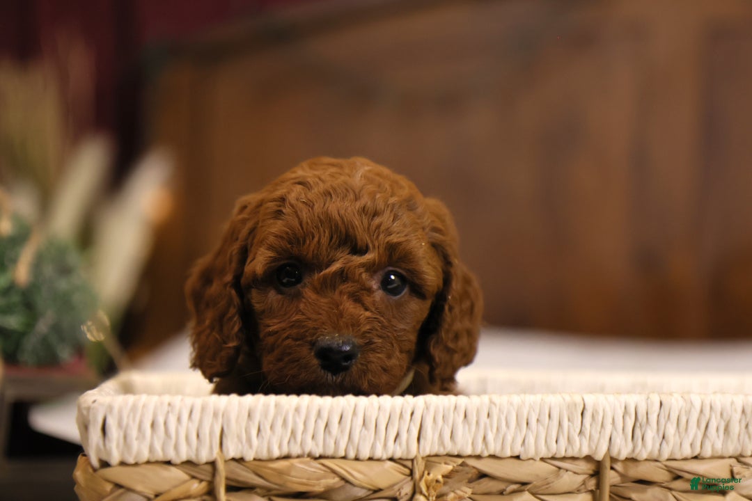 Goldendoodle dogs for sale: Natalie - Ad 9