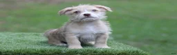 Mixed Breed dogs for sale: Male 2 - Ad 2