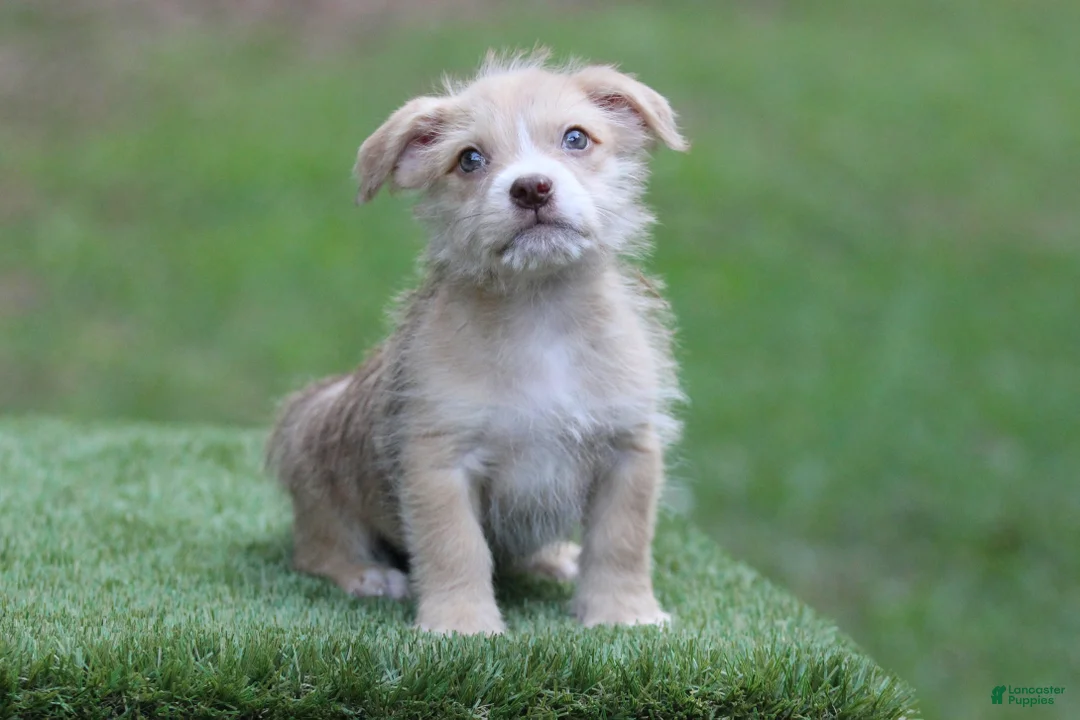Mixed Breed dogs for sale: Male 2 - Ad 2