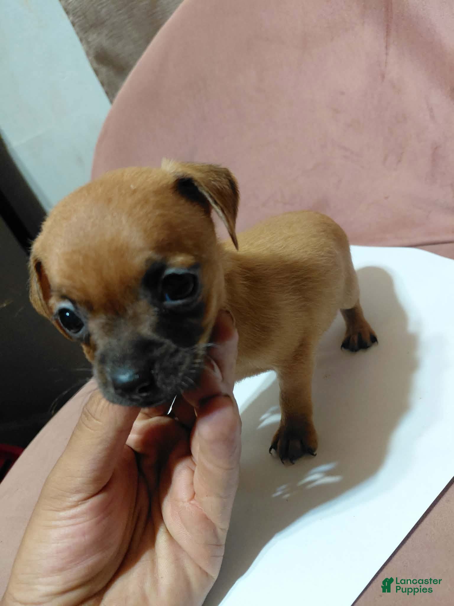 Chihuahua dogs 💙MiniChihuahua💙 - Ad 2