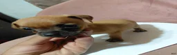 Chihuahua dogs for sale: 💙MiniChihuahua💙 - Ad 1