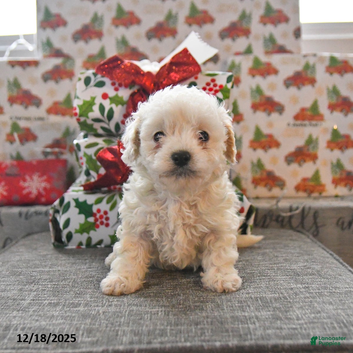 Toy Poodle dogs Wyatt  - Ad 2