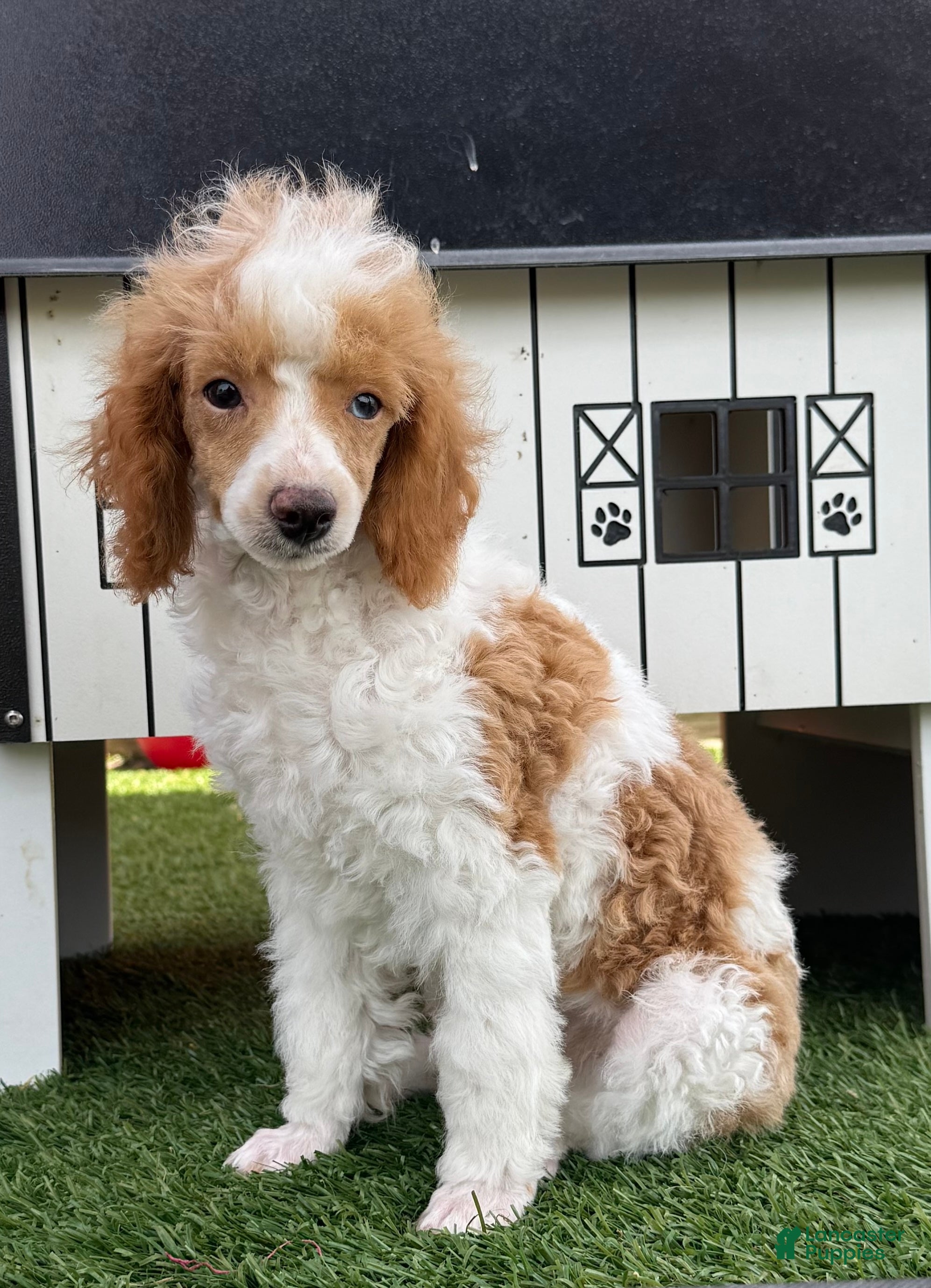 Miniature Poodle dogs Gavin Miniature Poodle Puppy  - Ad 2