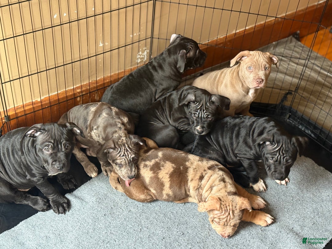 American Bully dogs for sale: Sandy(female) - Ad 3