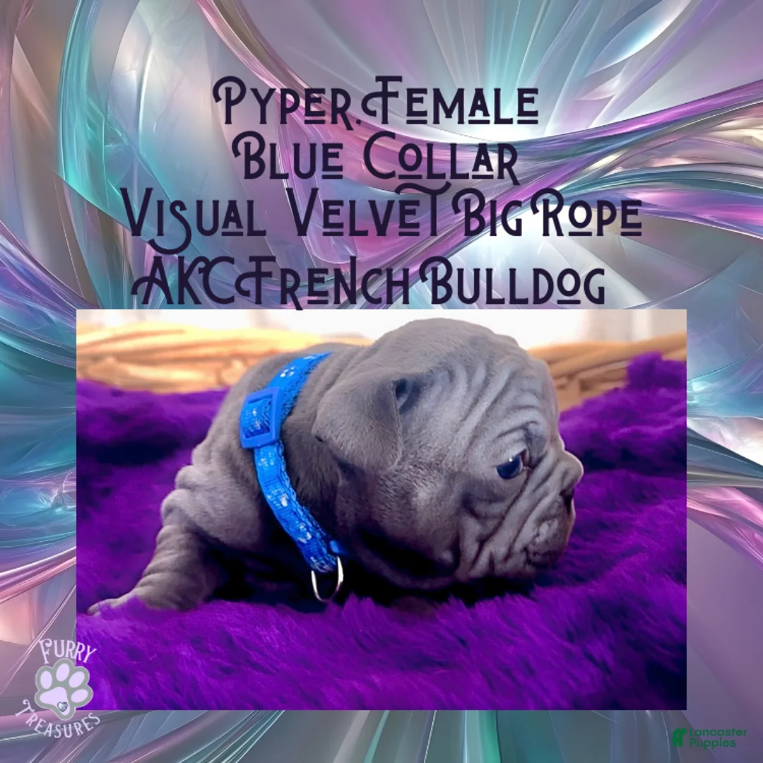 French Bulldog dogs for sale: Pyper “Blue Collar”, Female  - Ad 7