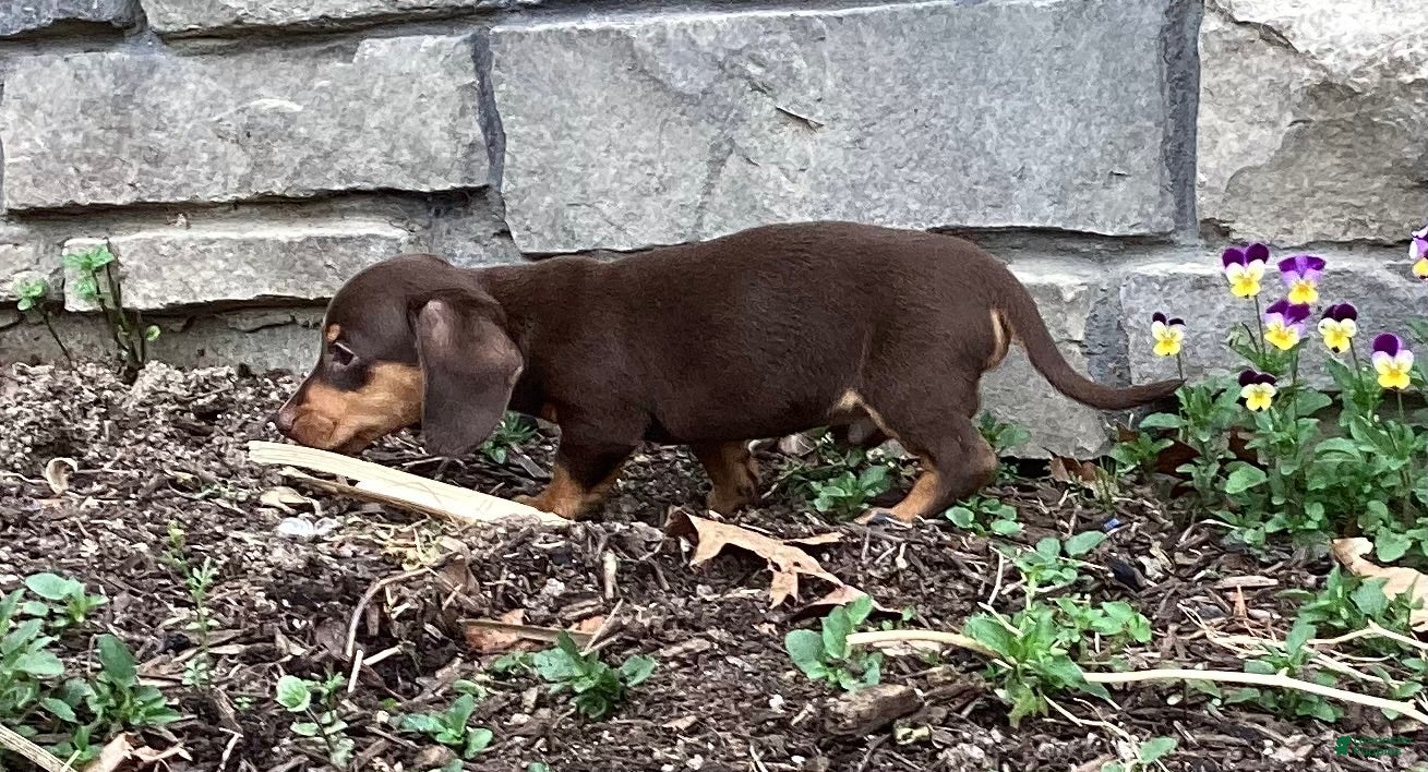 Miniature Dachshund dogs Dash  - Ad 2