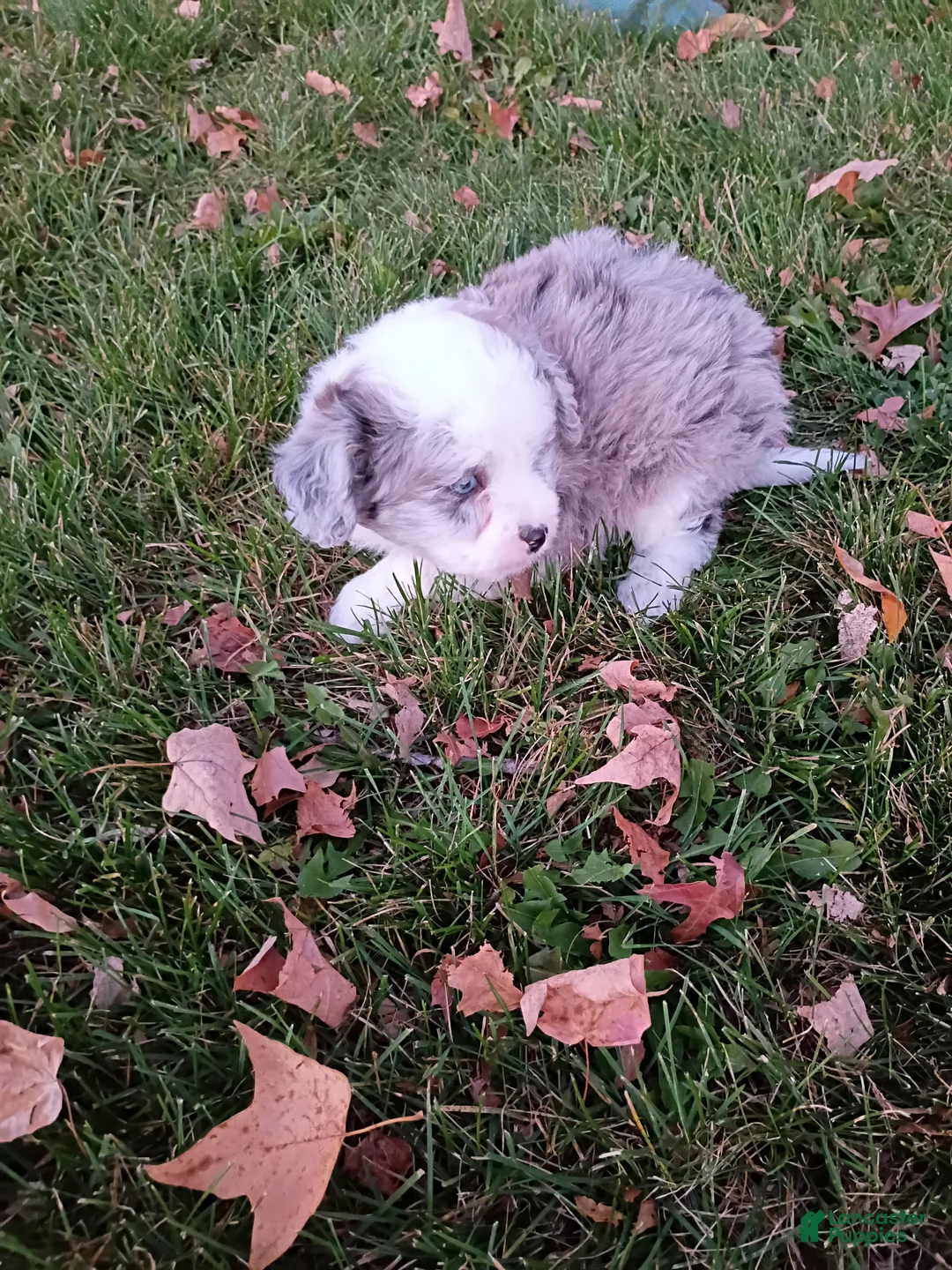 Mini Aussiedoodle dogs for sale: Cooper  - Ad 4