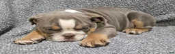 English Bulldog dogs for sale: Clarence - Ad 4