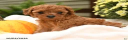 Toy Poodle dogs for sale: Curly  - Ad 5