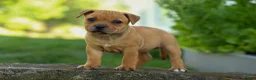 Staffordshire Bull Terrier dogs for sale: Mia Belle 🌸 - Ad 12